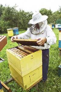 Бджолопакети , пчелопакеты
