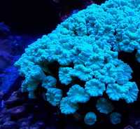 Koralowiec, Caulastrea furcata zielona , morskie
