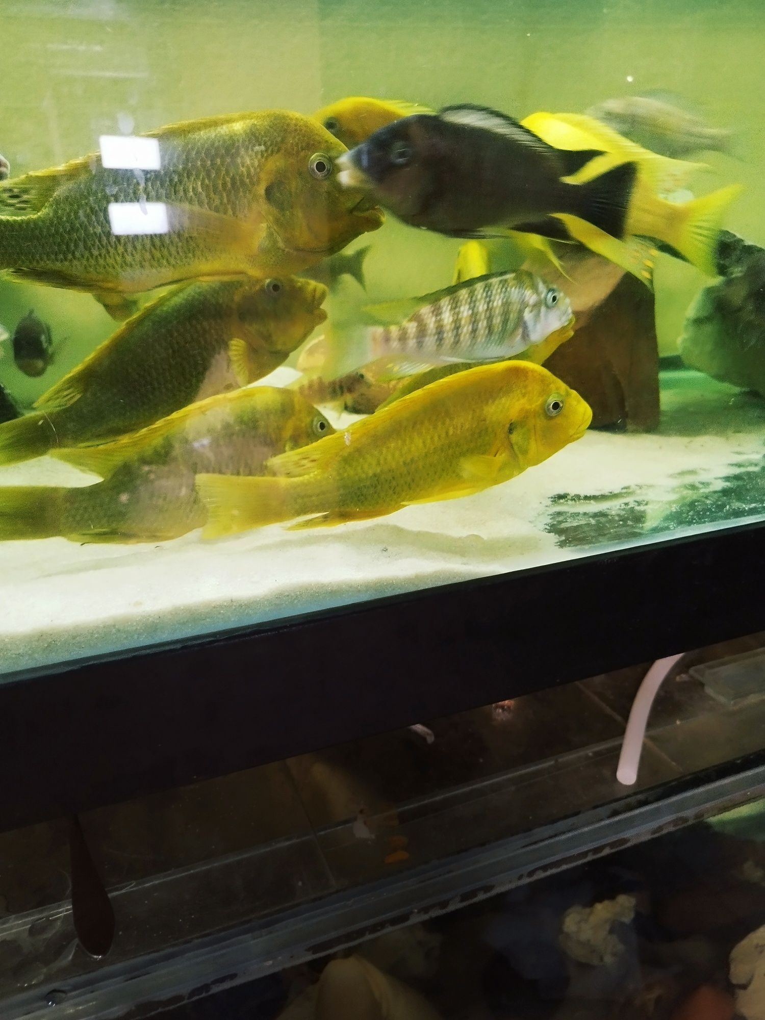 Petrochromis moshi dorosłe tanganika
