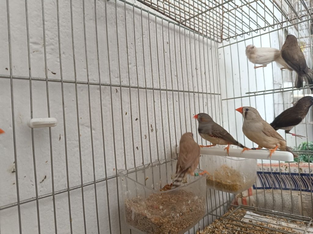 Mandarins de boa pena com anilha