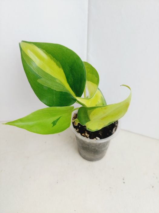 Цветы  комнатные