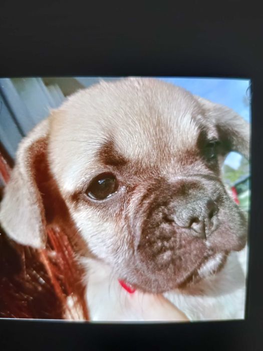 Bulldog francês beje fêmea