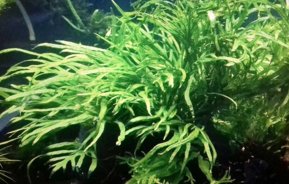 Microsorium