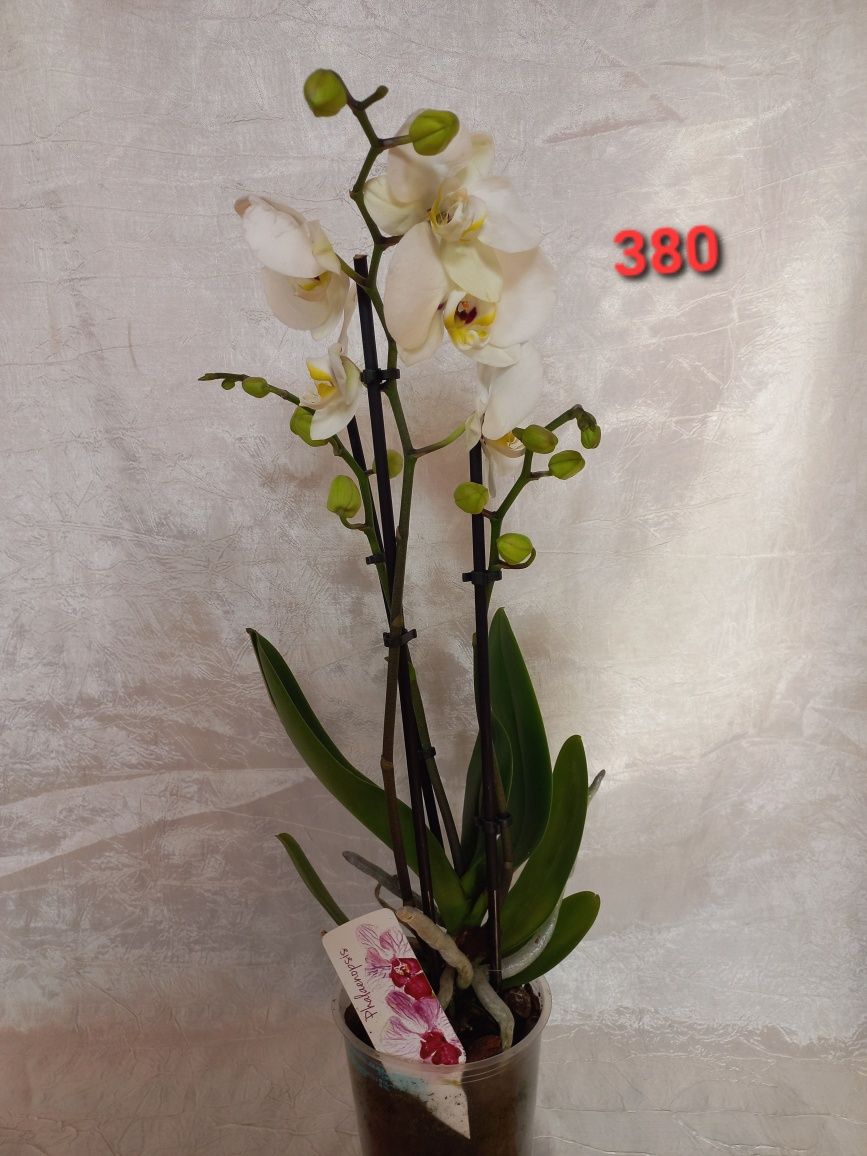 Орхідеї продам, домашні рослини