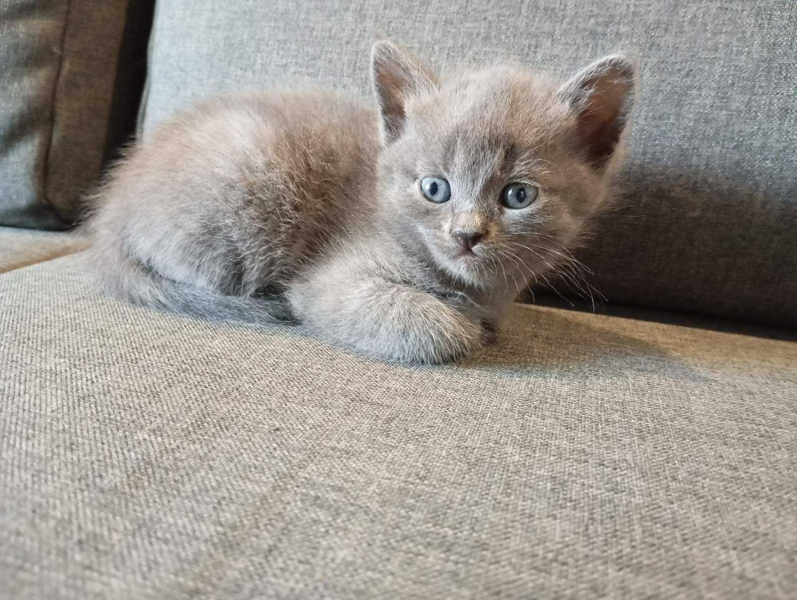 Кошенятка, 3 дівчинки, 1 хлопчик. Папа шотландець, мама наполовину.