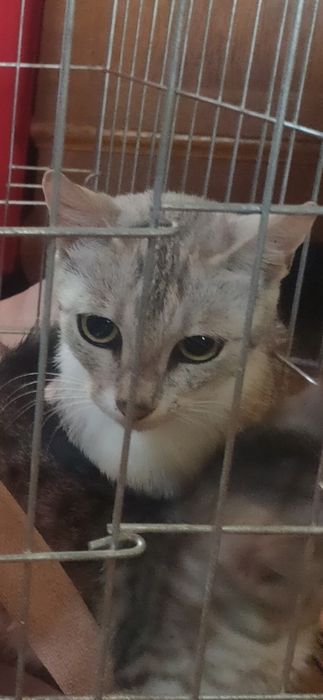Szczerosrebrna kocia mama Tygryska szuka najlepszego domu