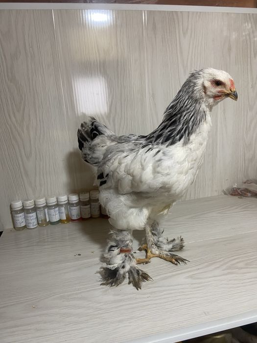 Півні амрокс і брама