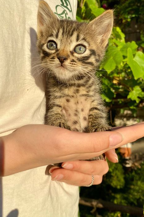 Кошенятка шукають люблячу домівку!
