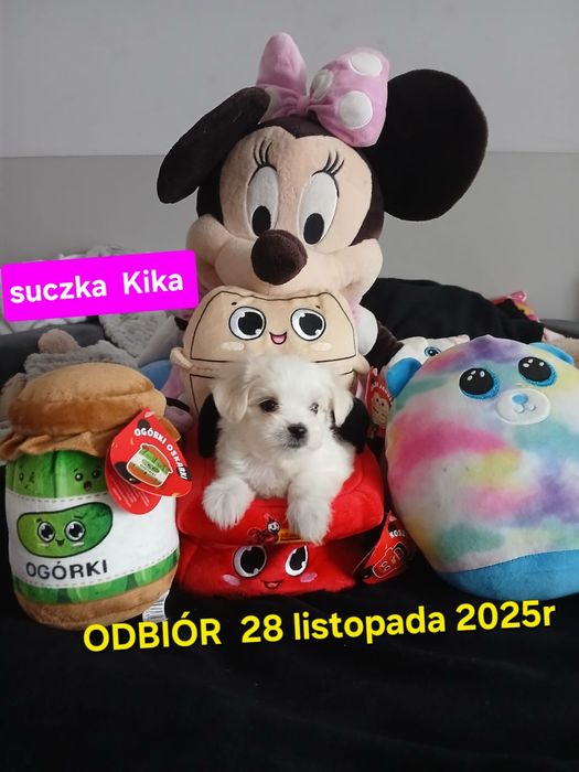 Malutkie mini maltanczyki  odbiór 28 listopad 2025r drugi miot