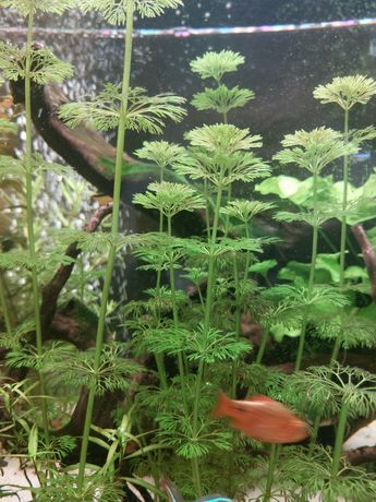 Rośliny z przycinki do akwarium
