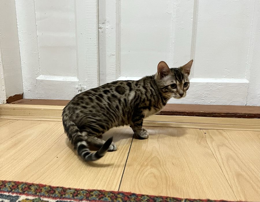Бенгальские котята Днепр кошечка