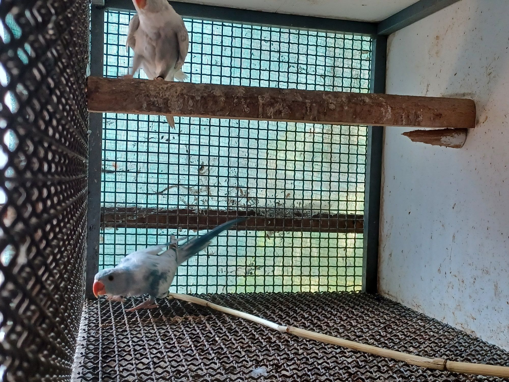 Ring neck  malhados