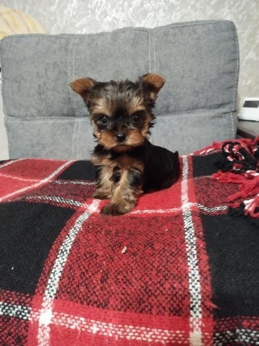 Цуценята йоркширського тер'єра