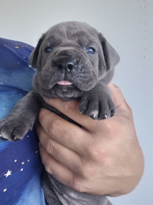 Niebieski Szczeniak Cane Corso szczeniaczek mocni rodzice, rodowód