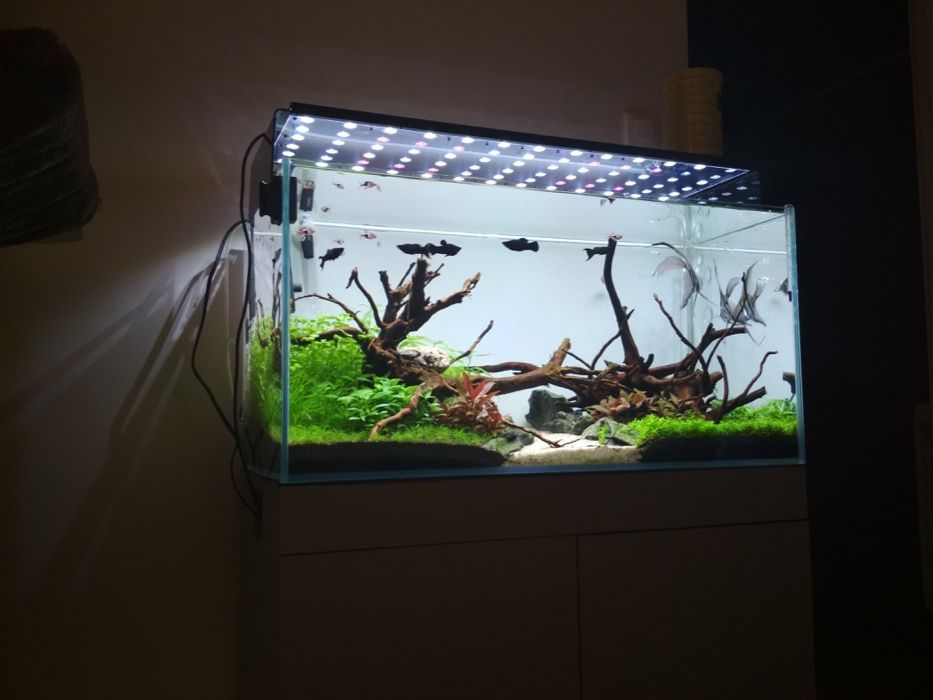 Projektowanie, zakładanie, pielęgnacja, serwis akwarium - Kraków