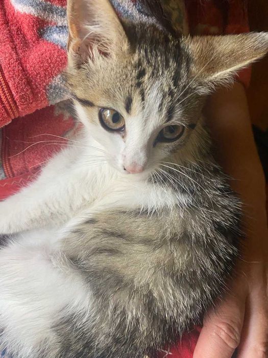 Кошеня дівчинка у добрі руки