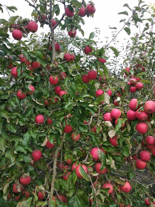 Саджанці плодових дерев