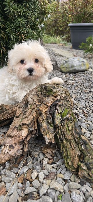 Maltipoo suczka kremowa
