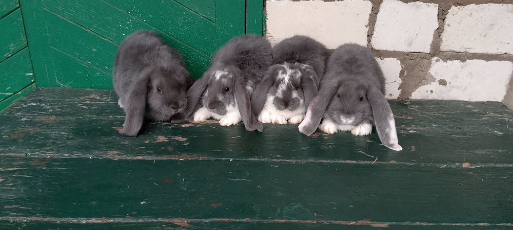 Продає молодняк французький  баран