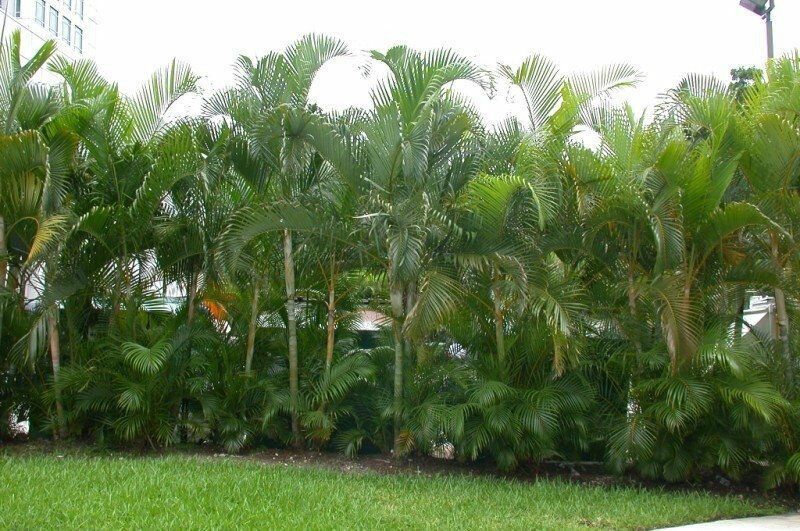 PALMEIRA-ARECA *Dypsis lutescens*