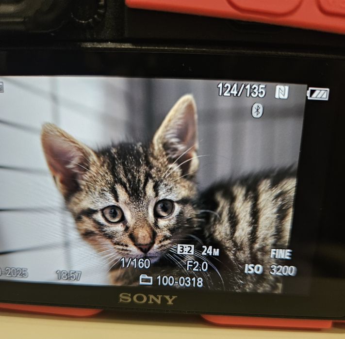 Cudowne kotki do pokochania, kot, kotek, kociak