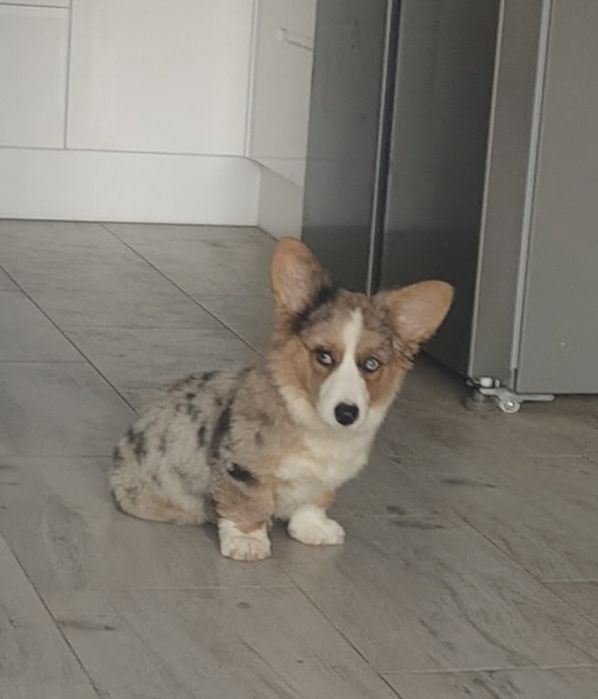 Welsh Corgi Cardigan zapowiedź- ZKwP,26 lat hodowli Rivulus FCI
