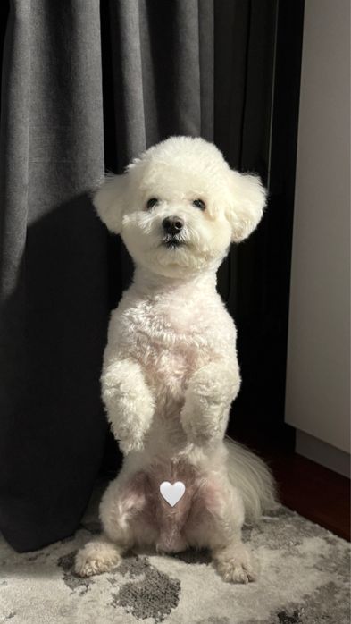 В'язка бішон фрізе