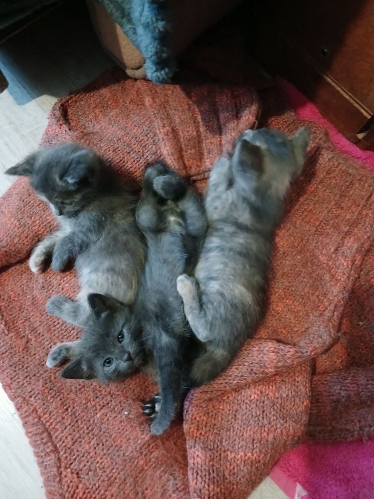 Кошеня Безкоштовно в добрі руки
