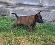 Owczarek belgijski Malinois - suczka