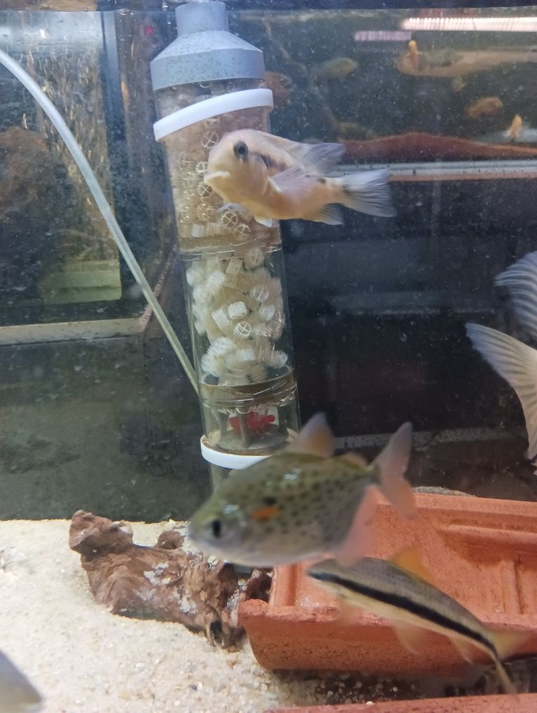 metynnis maculatus 3/4cm