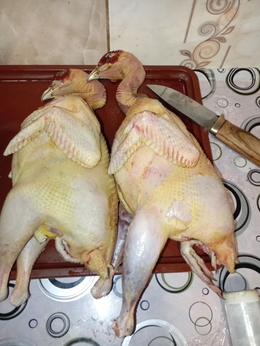 НЕ ДОРОГО!!! Тушка фазана, смачненькі жирненькі