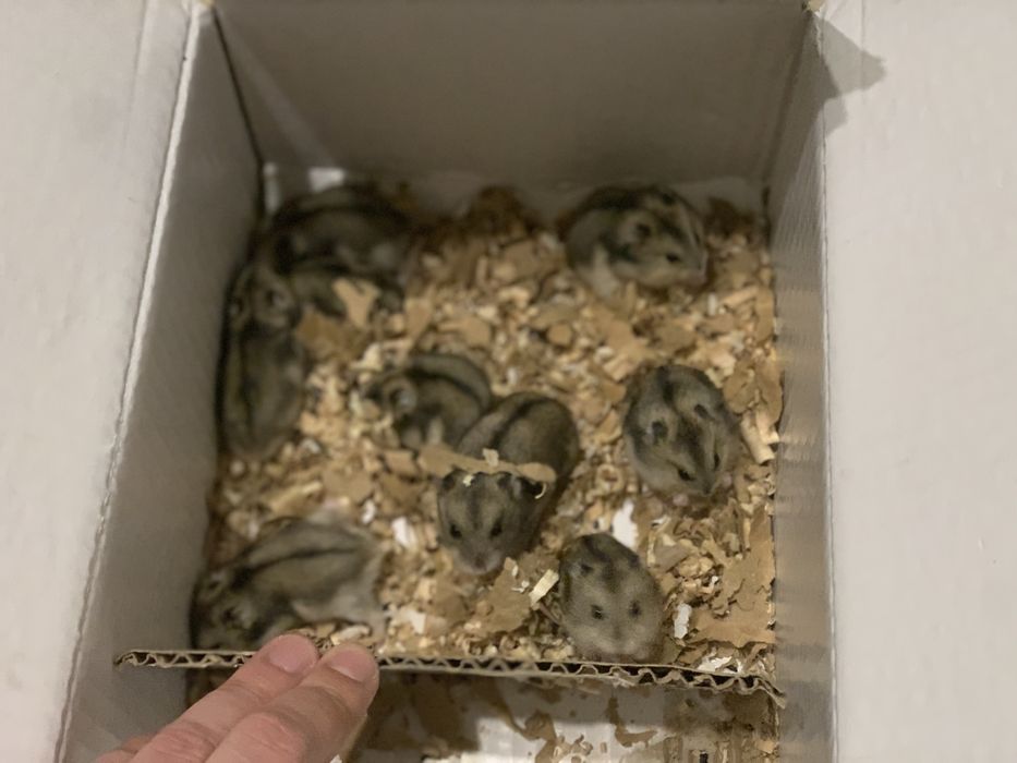 Джунгарик Хомʼяк Джунгарський Хомяки є в кількості