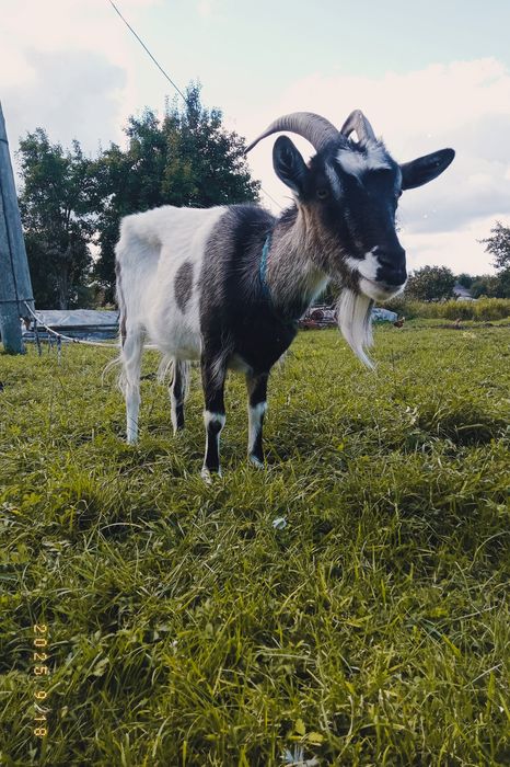 Продам козу недорого
