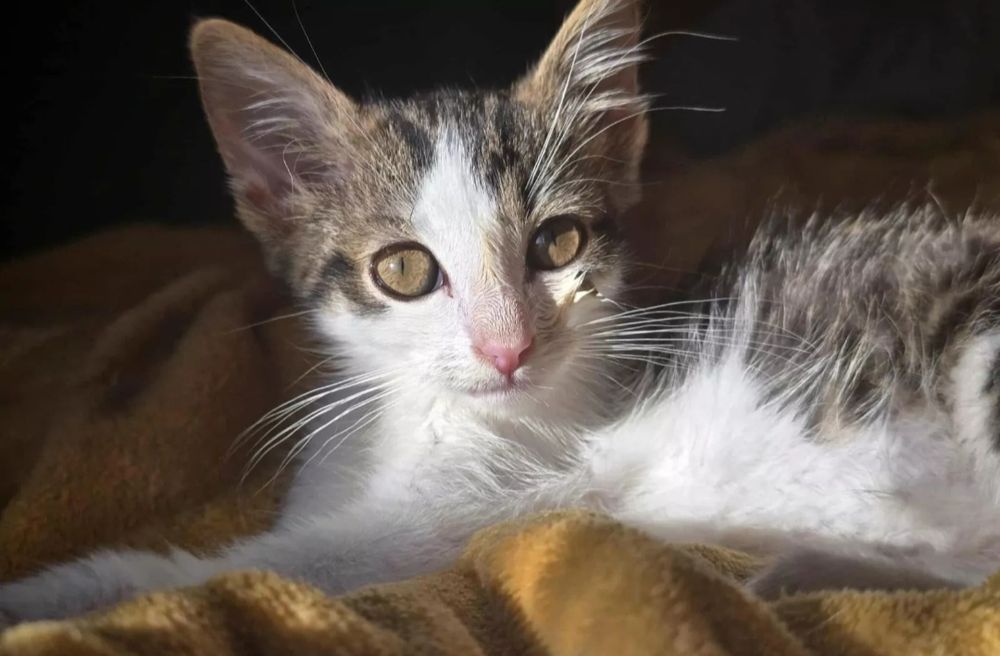 Simba i Nala niezwykłe kotki do adopcji