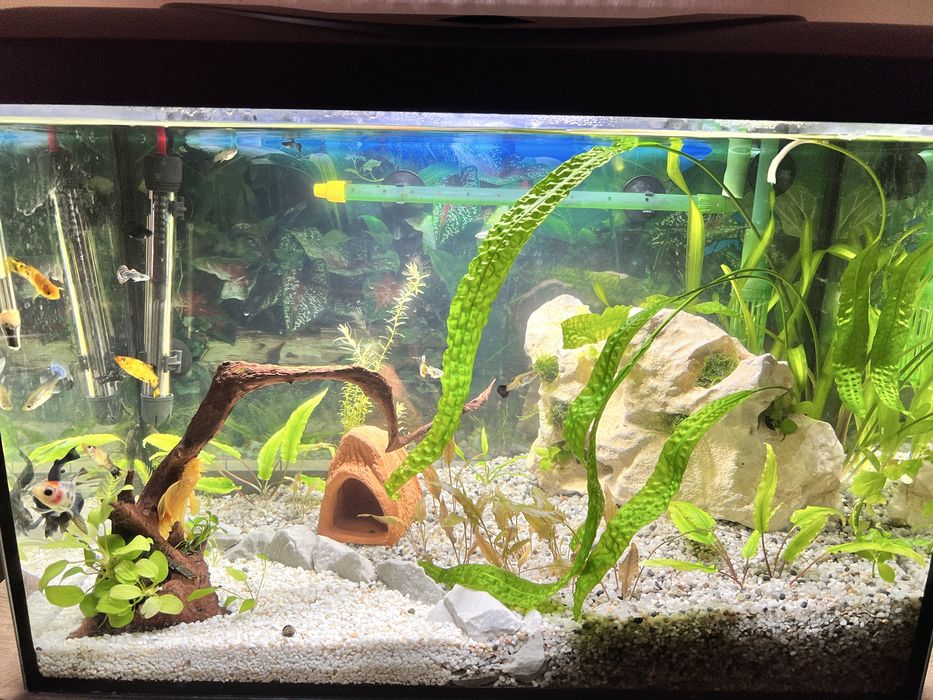 Akwarium 72l cały zestaw