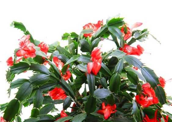 Szlumbergera (czerwone kwiaty)
