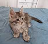 Maine Coon, rodowód FPL
