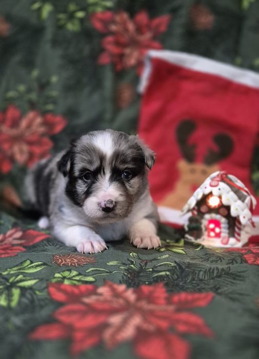 Border collie suczka blue merle