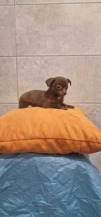 Chihuahua de qualidade superior mini mini