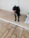 Doação de cão labrador