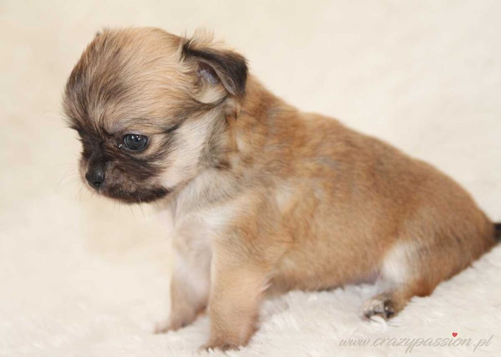 MOSCHINO Crazy Passion FCI - maleńki długowłosy chihuahua