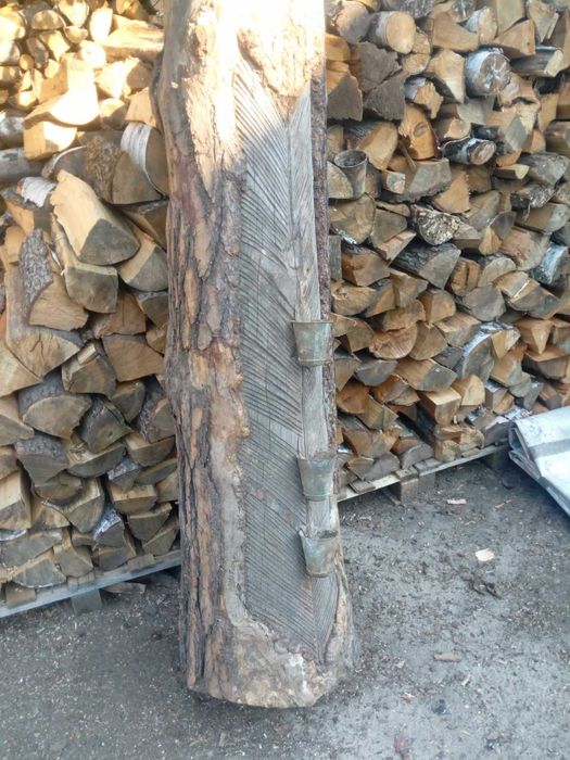 Pień sosnowy oryginalnie żywicowany z kubkami