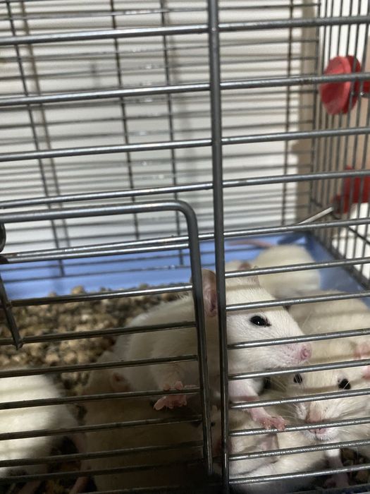 Криси 2 тижні маленькі