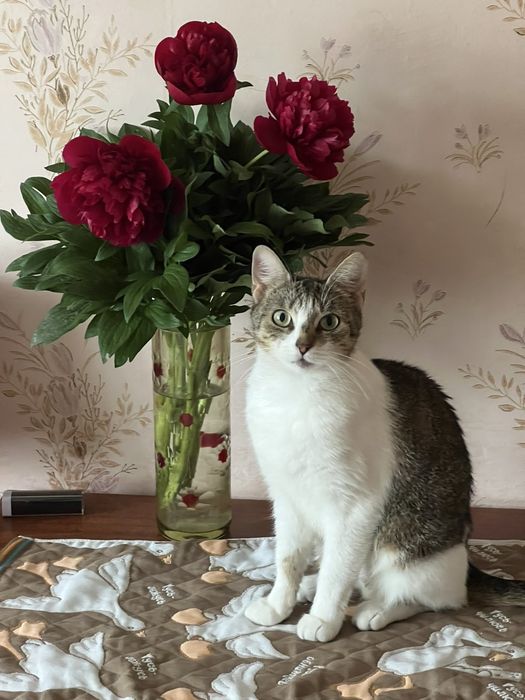 Кошечка  из приюта Вышгород