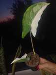 Syngonium emerald variegata