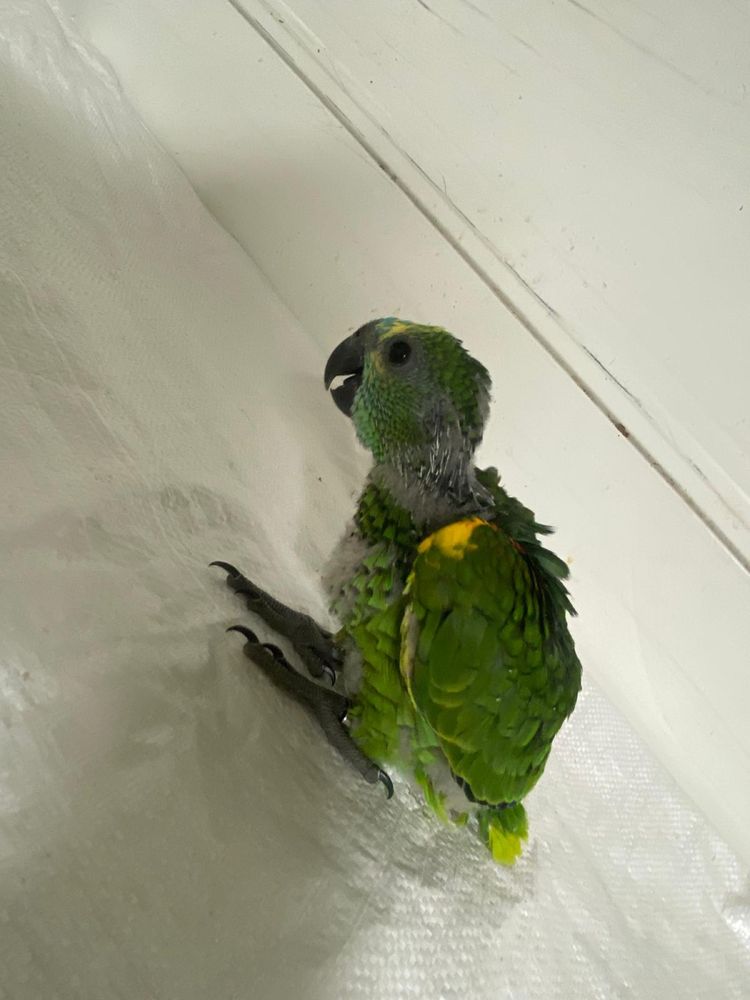 Papagaios/ Cinzentos/ Amazonias Bebes