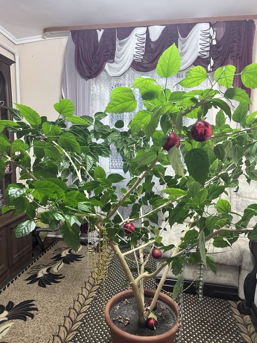 Квітка китайська роза