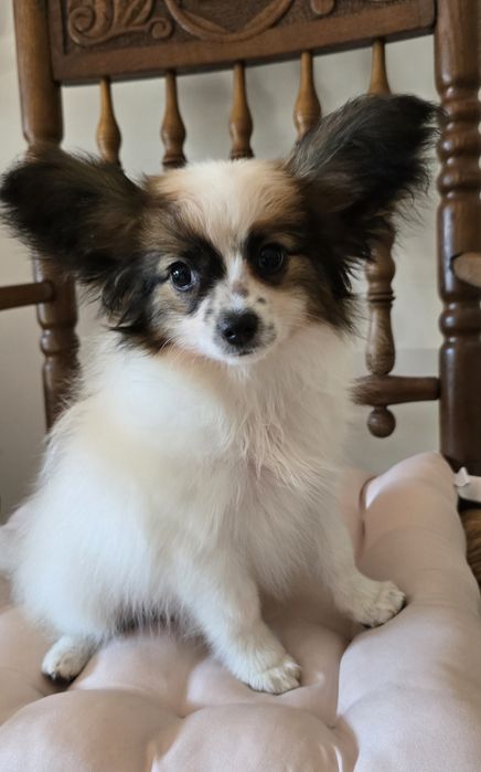 Papillon Spaniel kontynentalny miniaturowy  - sunia - ZKwP/FCI