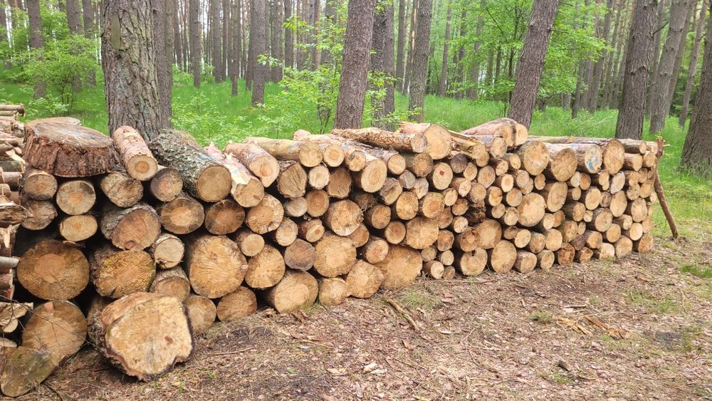 Drewno opałowe w całości lub pocięte ,suche  , transport !