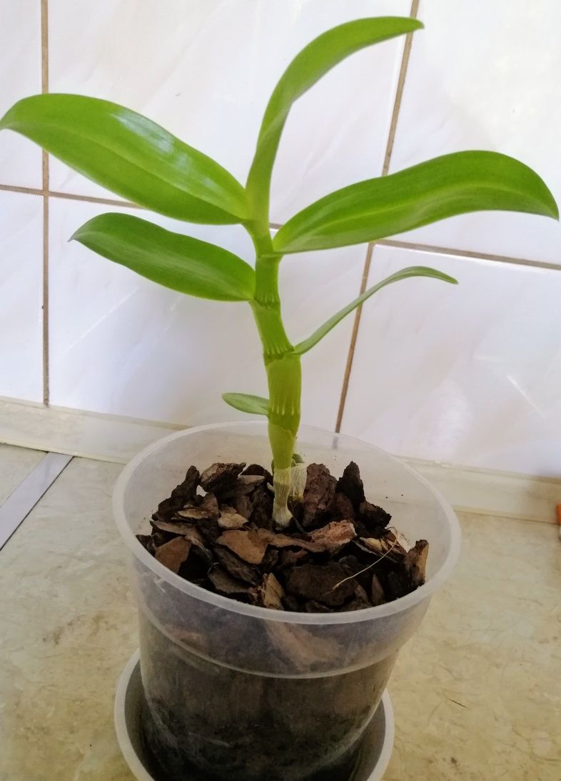 Орхідея Дендробіум